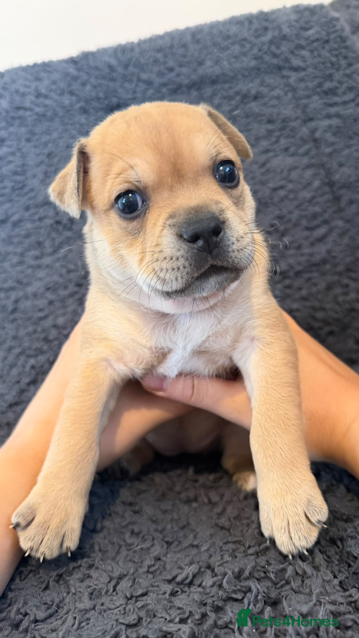 Staffordshire Bull Terrier dogs 8 outstanding K C registered puppies  - Advert 2