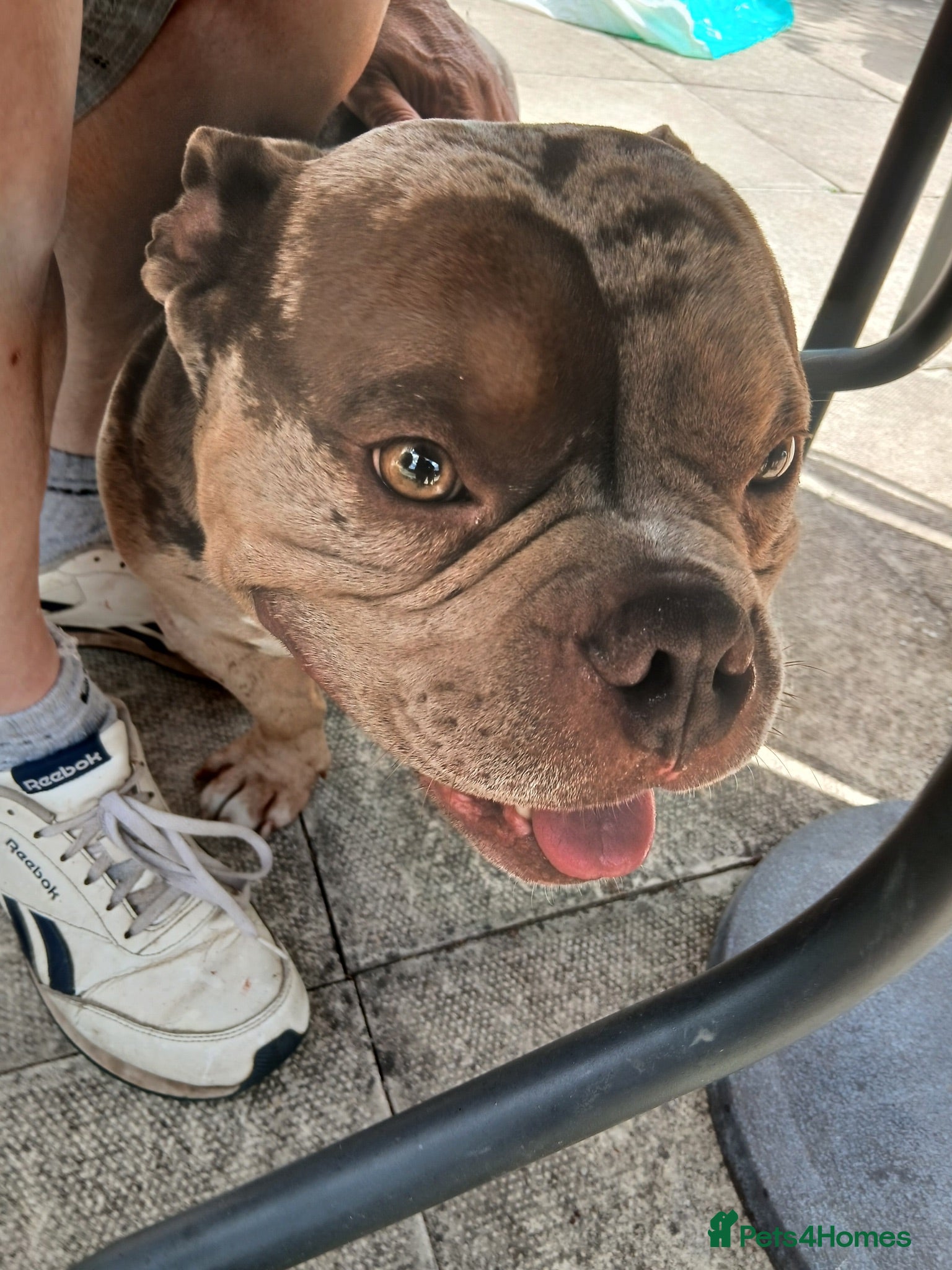 American Bully dogs Exotic merle pocket bully - Advert 10