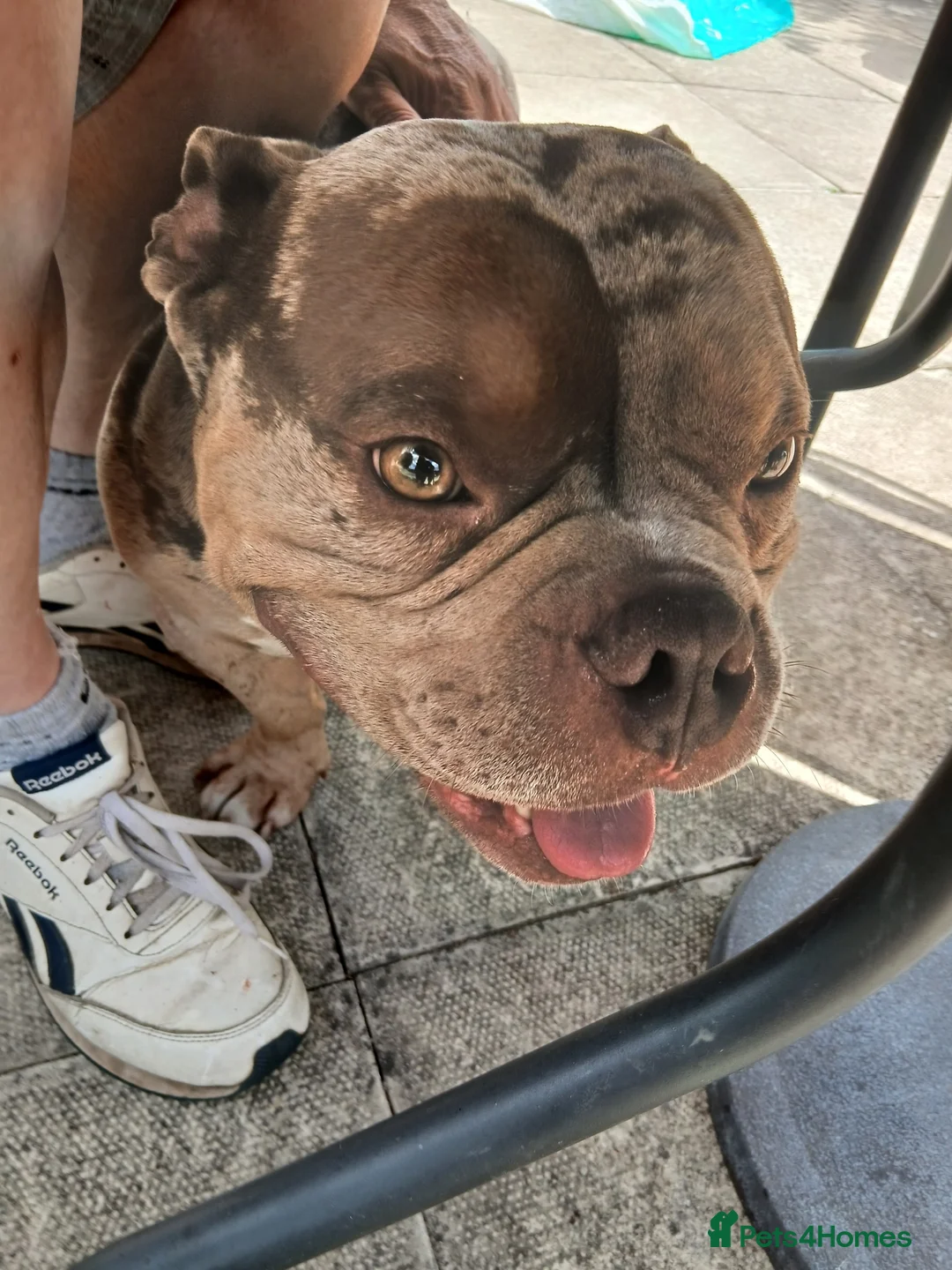 American Bully dogs for sale: Exotic merle pocket bully - Advert 1
