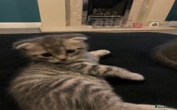Scottish Fold cats for sale: Beautiful Scottish fold kittens - Image 28