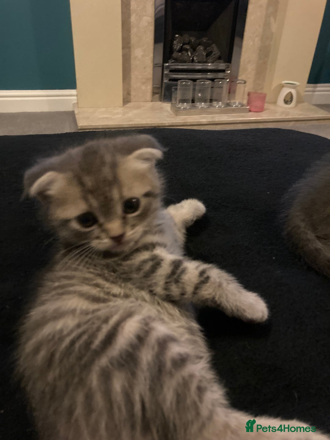 Scottish Fold cats for sale: Beautiful Scottish fold kittens - Image 28