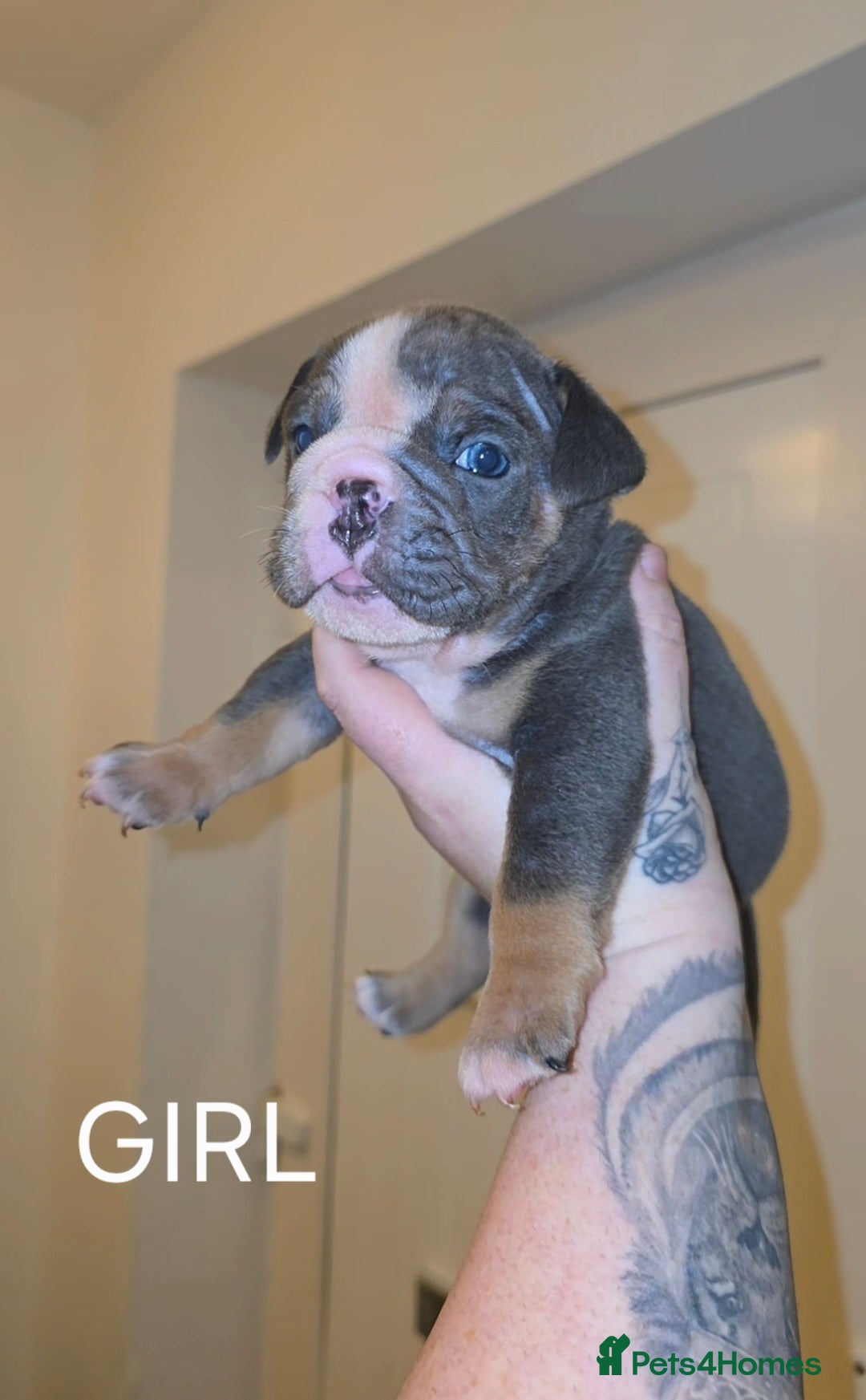English Bulldog dogs for sale: English bulldog pups  - Image 1