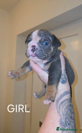 English Bulldog dogs - Advert 6