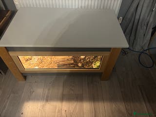 Tortoise reptiles Tortoise - Advert 1