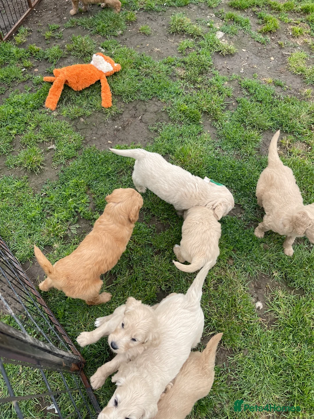 Goldendoodle dogs for sale: Golden doodles  - Advert 2