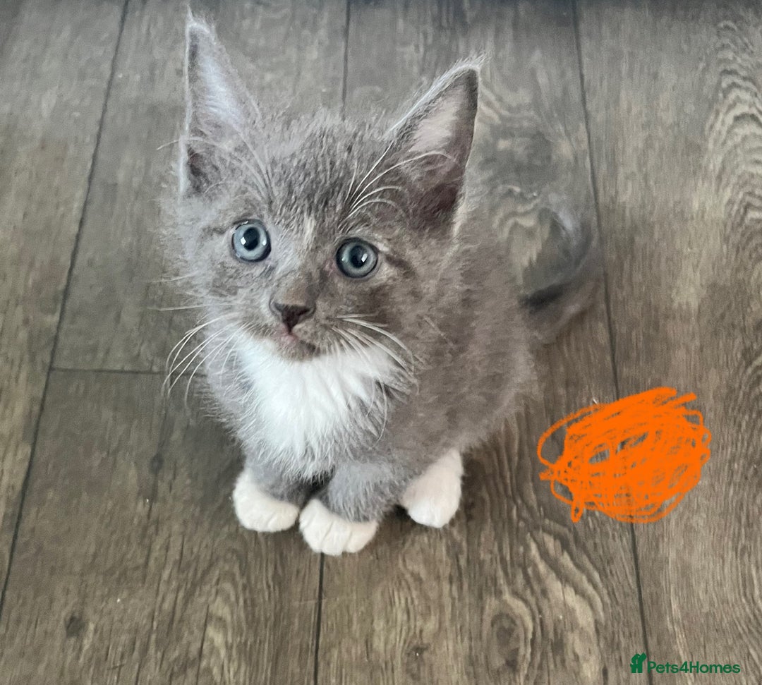 Ragdoll cats for sale: LAST 2 Ragdoll mix kittens - Image 6