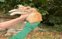 Maine Coon cats for sale: Red Maine coon female kittens, TICA reg - Image 29