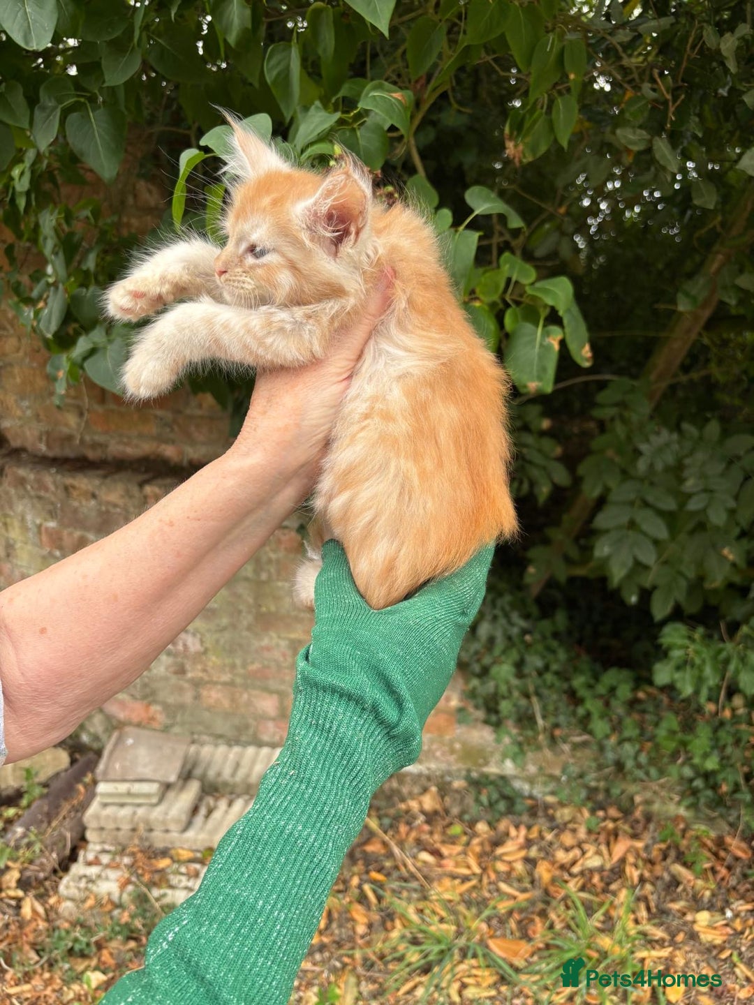 Maine Coon cats for sale: Red Maine coon female kittens, TICA reg - Image 29