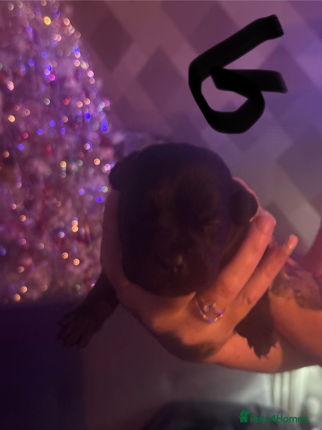 Cane Corso dogs for sale: Cane Corso puppies - Image 5