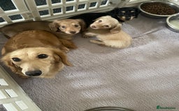 Miniature Dachshund dogs for sale: READY NOW Cream Longhair miniature dachshunds  - Image 12