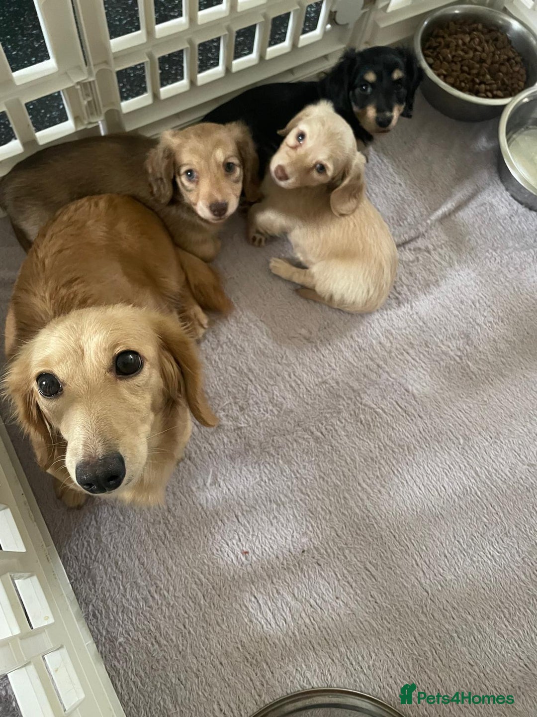 Miniature Dachshund dogs for sale: READY NOW Cream Longhair miniature dachshunds  - Image 12