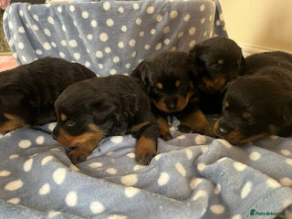 Rottweiler dogs 🤎🖤🦍 KC REGISTERED 5 ⭐️ BREEDER - Advert 1