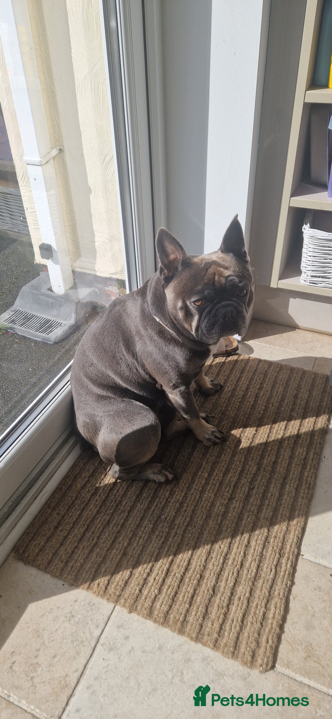 French Bulldog dogs for sale: Bronson looking for a new home - Image 2