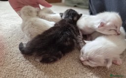 Mixed Breed cats for sale: One little kitten left to pick from - Image 5