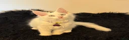 Maine Coon cats for sale: Gorgeous, XXL Russian Maine Coon kittens - Advert 4