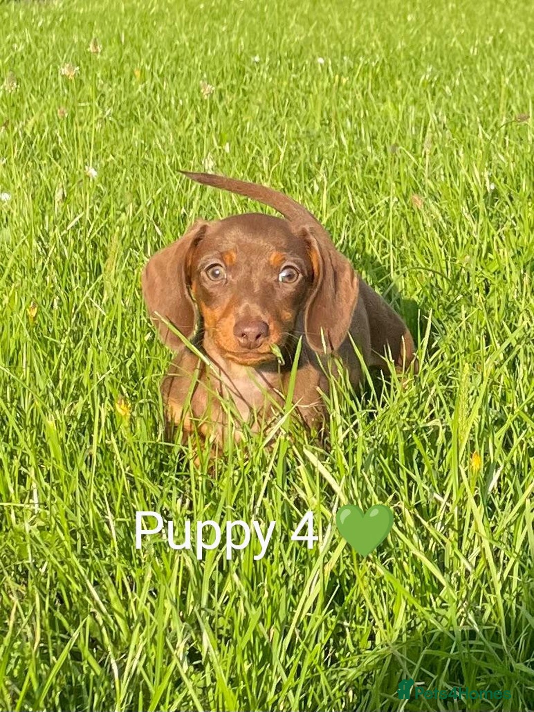 Miniature Dachshund dogs for sale: Ethically Bred Superior Health Tested Miniatures - Image 8