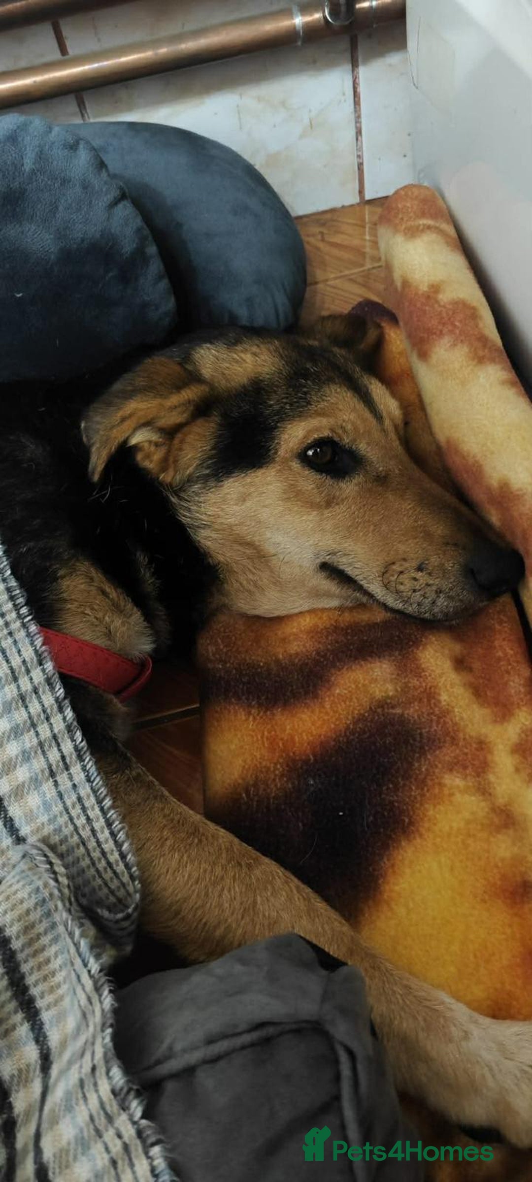 Mixed Breed dogs for adoption: LARISA - a gentle&beautiful girl for a Loving Home - Advert 15