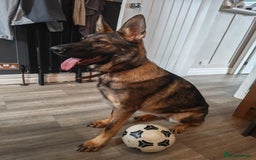 German Shepherd dogs for sale: Beautiful DDR Chech GSD - Image 3