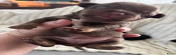 Mixed Breed dogs for sale: Imperial shitzu - Advert 9