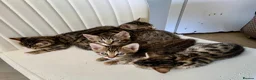 Bengal cats for sale: Beautiful Bengal Cross Kittens in Bexhill-on-Sea - Advert 9