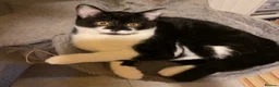 British Shorthair cats for sale: Beautiful BritishShorthair Kitten  - Advert 5