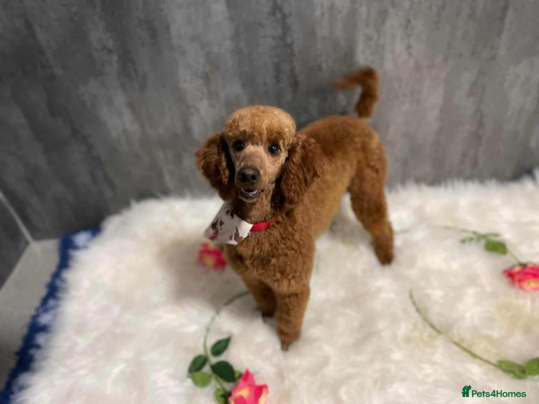 Cavapoo dogs for sale: QUALITY F1 CAVAPOO PUPS - HEALTH TESTED - Image 18