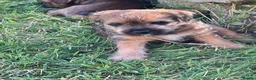 Mixed Breed dogs for sale: One male Border x Parsons russel in Glastonbury - Advert 7