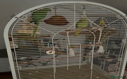 Ringnecks birds for sale: Ringneck Bonded Pair + Cage + Toys  - Image 5