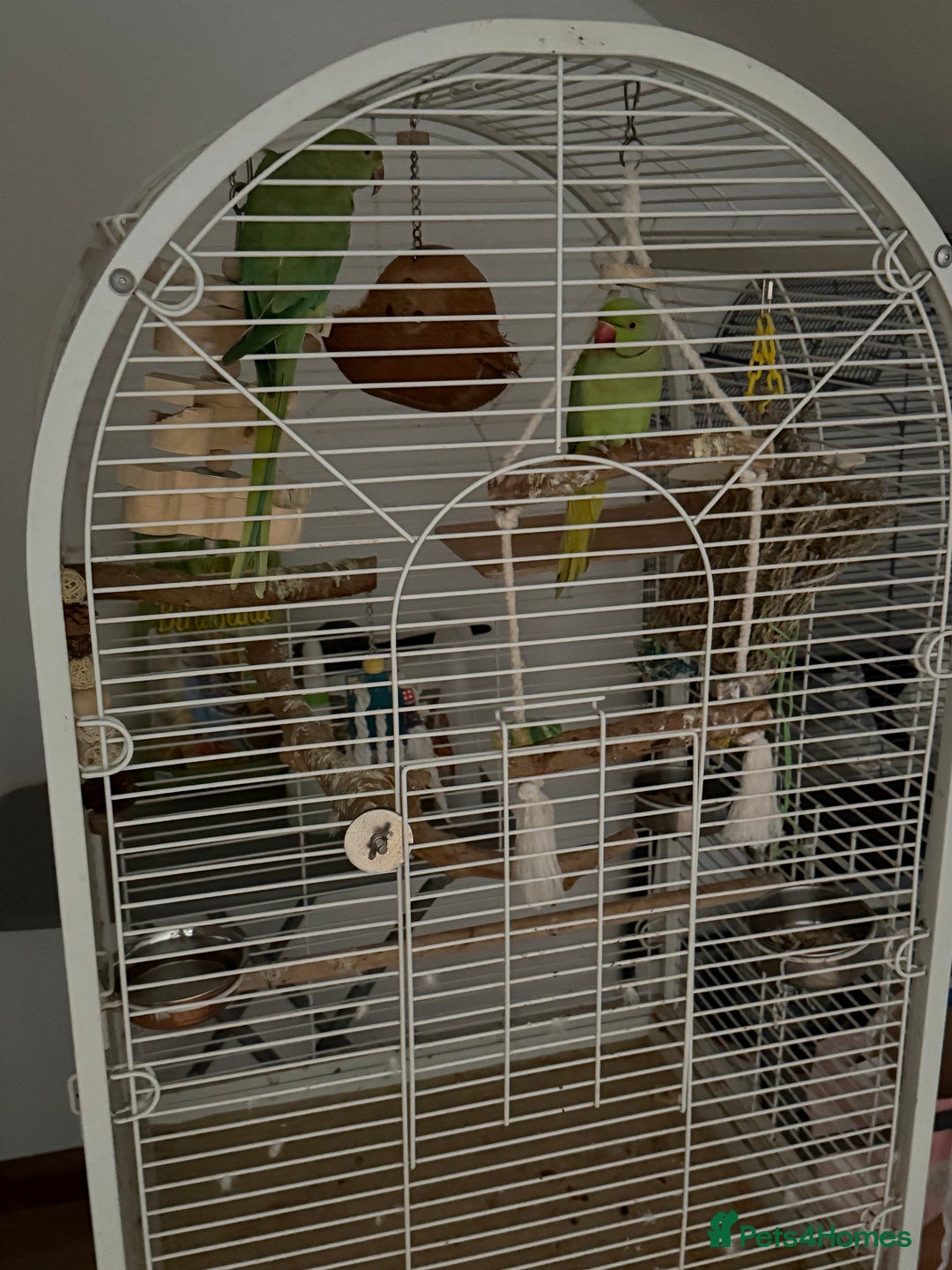 Ringnecks birds for sale: Ringneck Bonded Pair + Cage + Toys  - Image 5