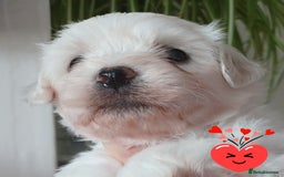 Bichon Frise dogs for sale: GORGEOUS BICHON FRISE❤️ 2 girls 3 boys - Image 1