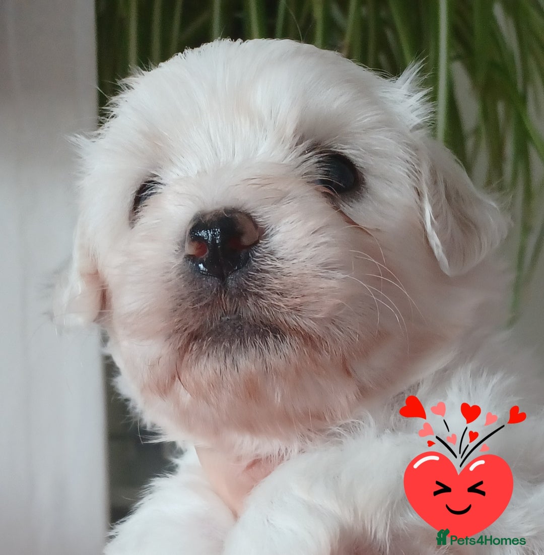 Bichon Frise dogs for sale: GORGEOUS BICHON FRISE❤️ 2 girls 3 boys - Image 1