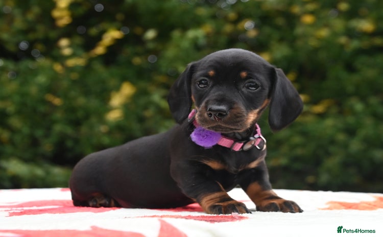 Miniature Dachshund dogs - Advert 12