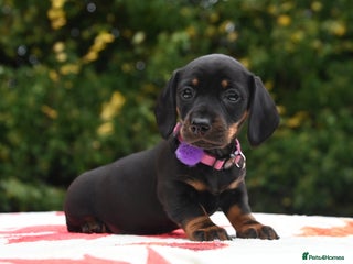 Miniature Dachshund dogs - Advert 27