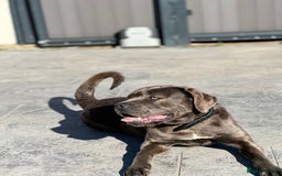 Cane Corso dogs for sale: Cane Corso for sale  - Advert 8