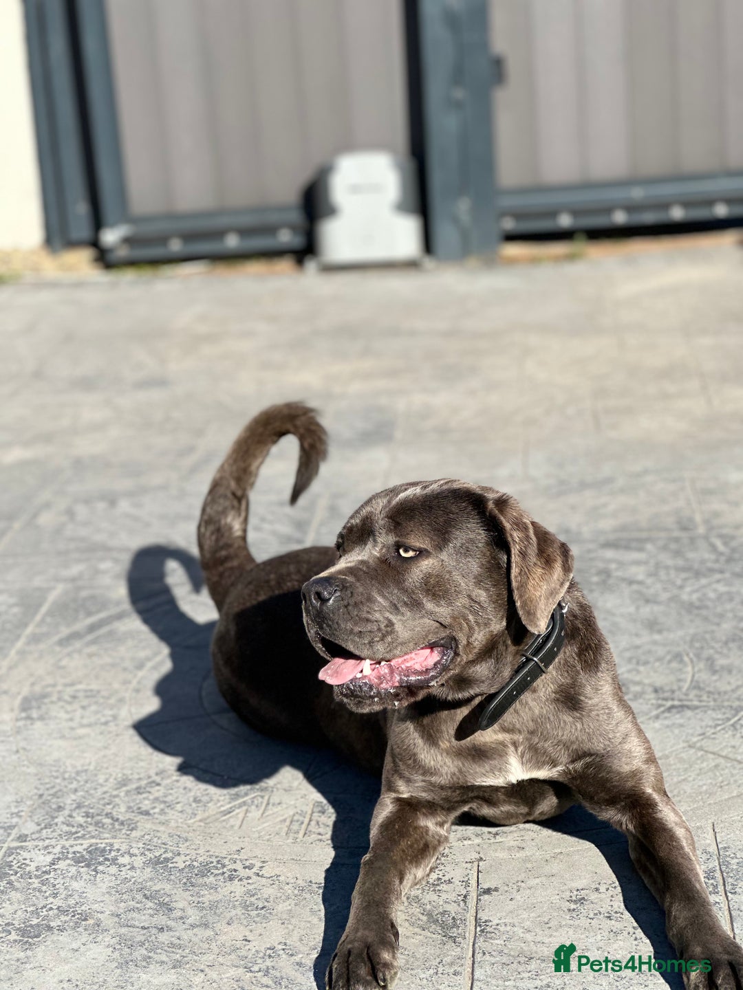 Cane Corso dogs for sale: Cane Corso for sale  - Advert 8