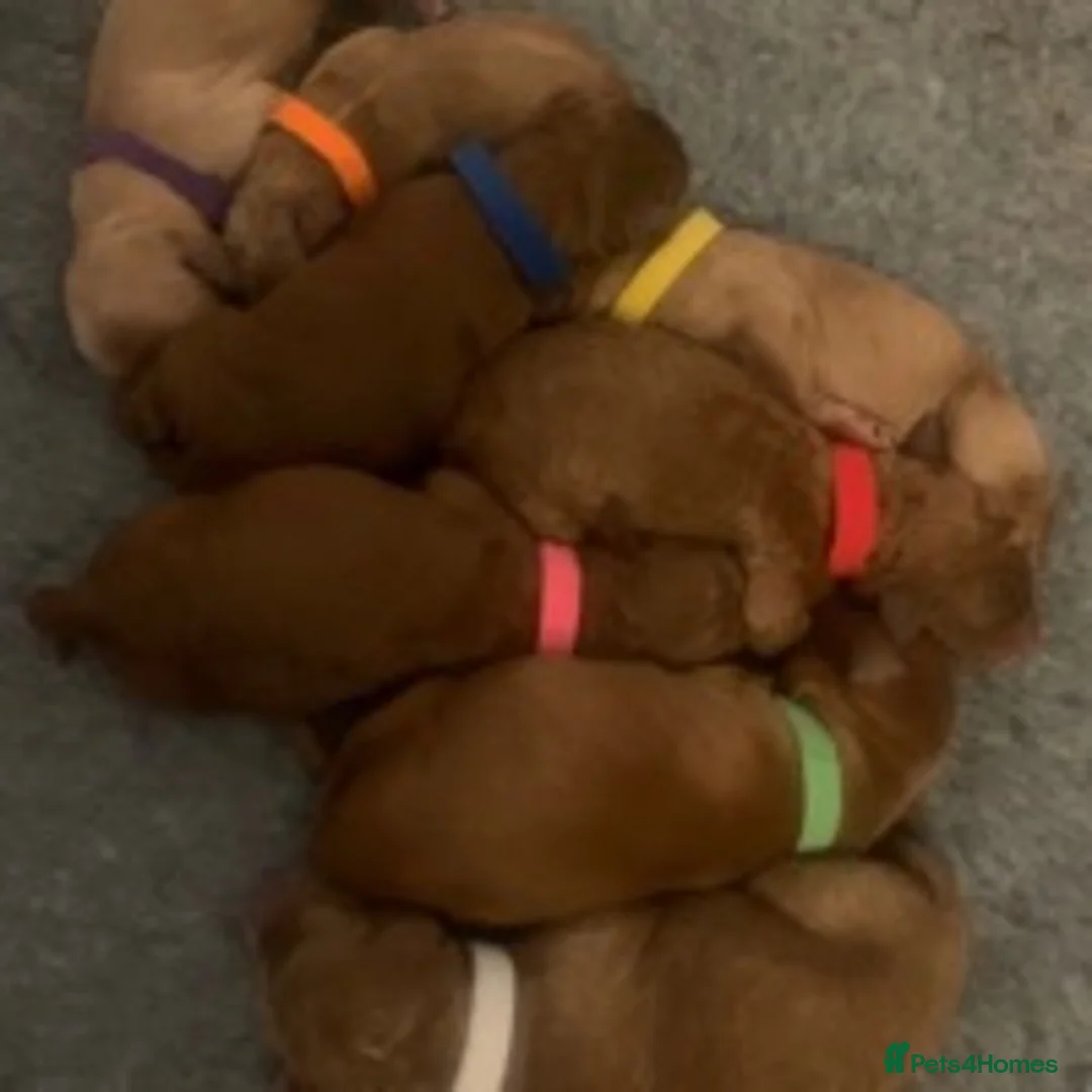 Goldendoodle dogs for stud: Goldendoodle Standard size (proven)  in Manchester - Advert 12