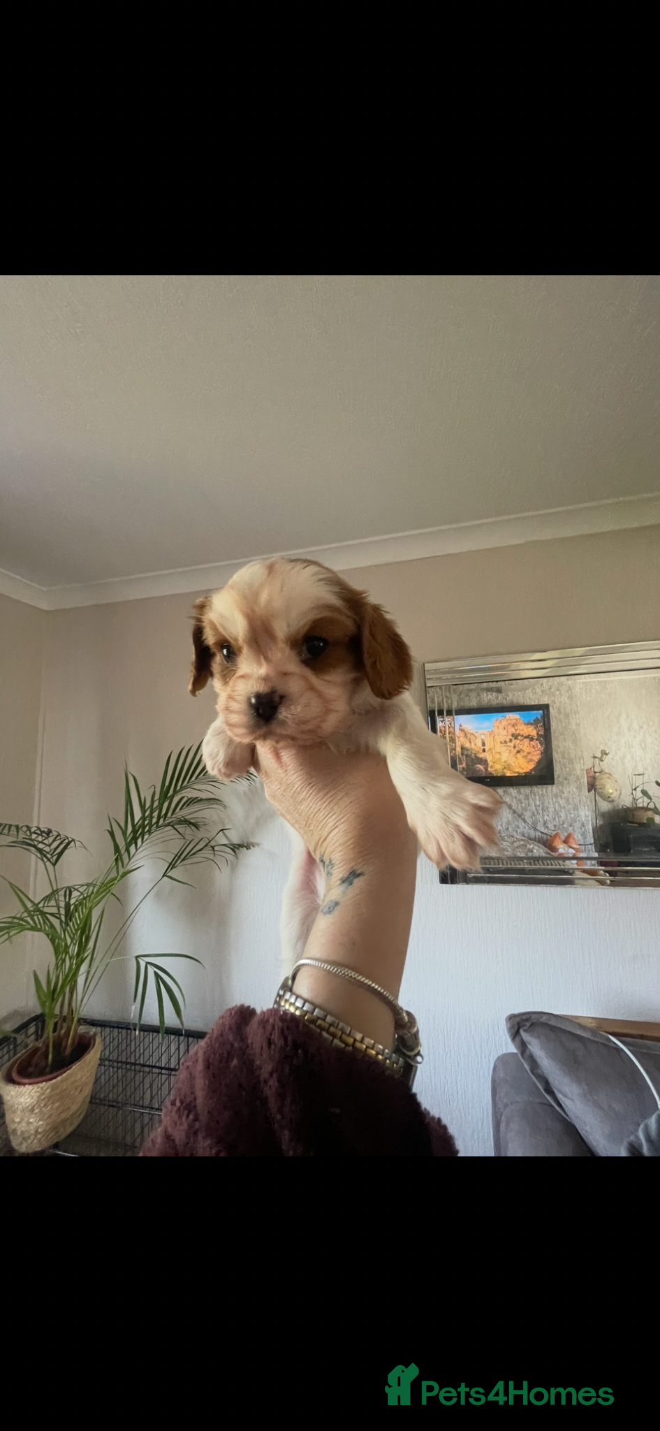 Cavalier King Charles Spaniel dogs Ready to leave,Excellent pedigree cavalier pups  - Advert 4