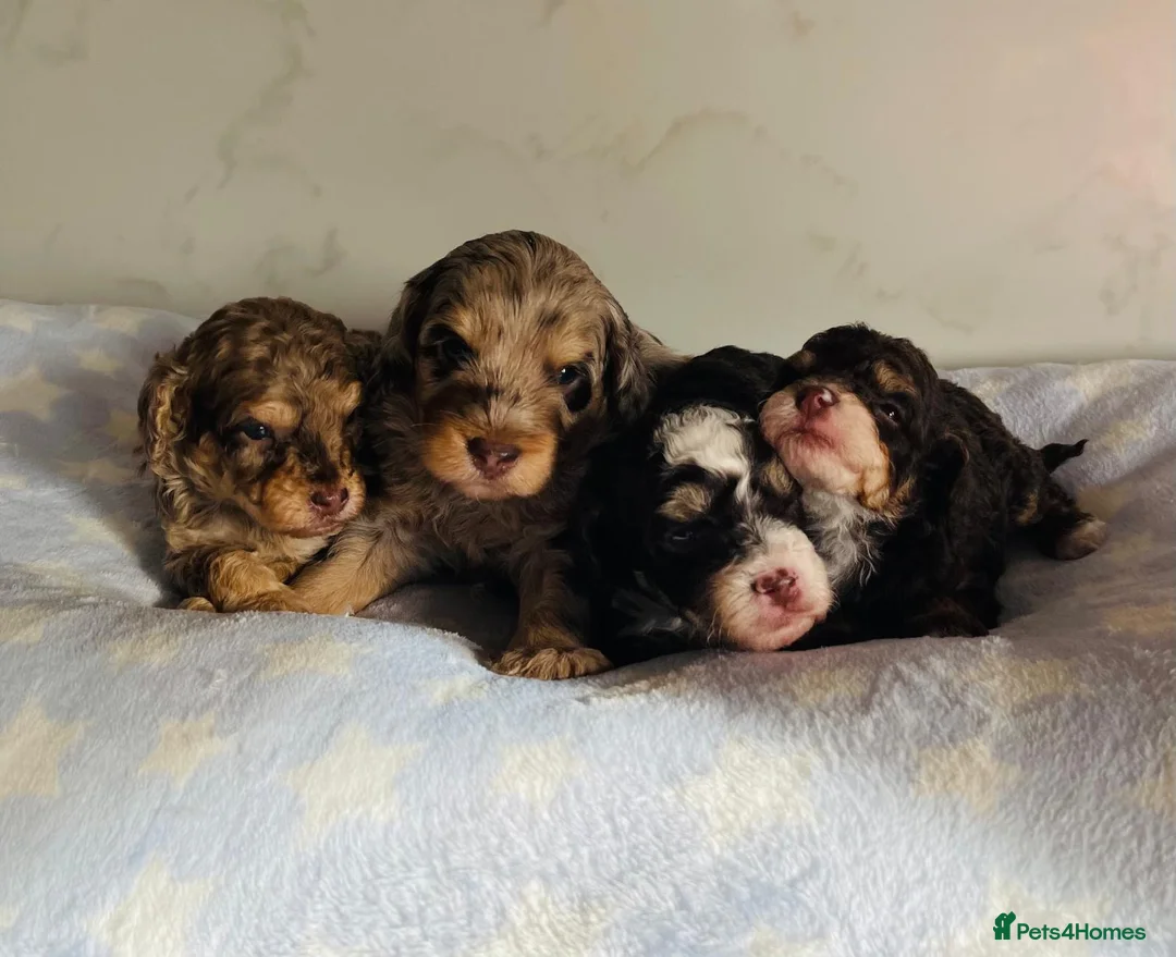 Cockapoo dogs for sale: Fully DNA tested stunning Cockapoo puppies - Advert 9