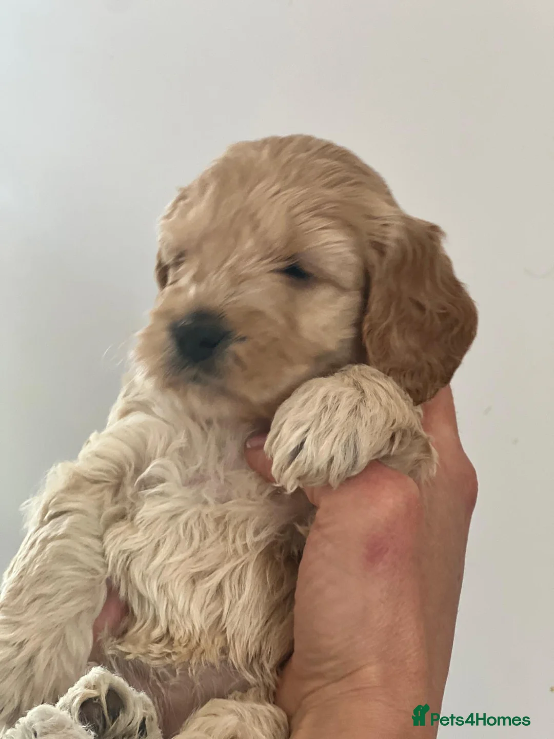 Cockapoo dogs for sale: Cockapoo F1b Puppies  - Advert 9