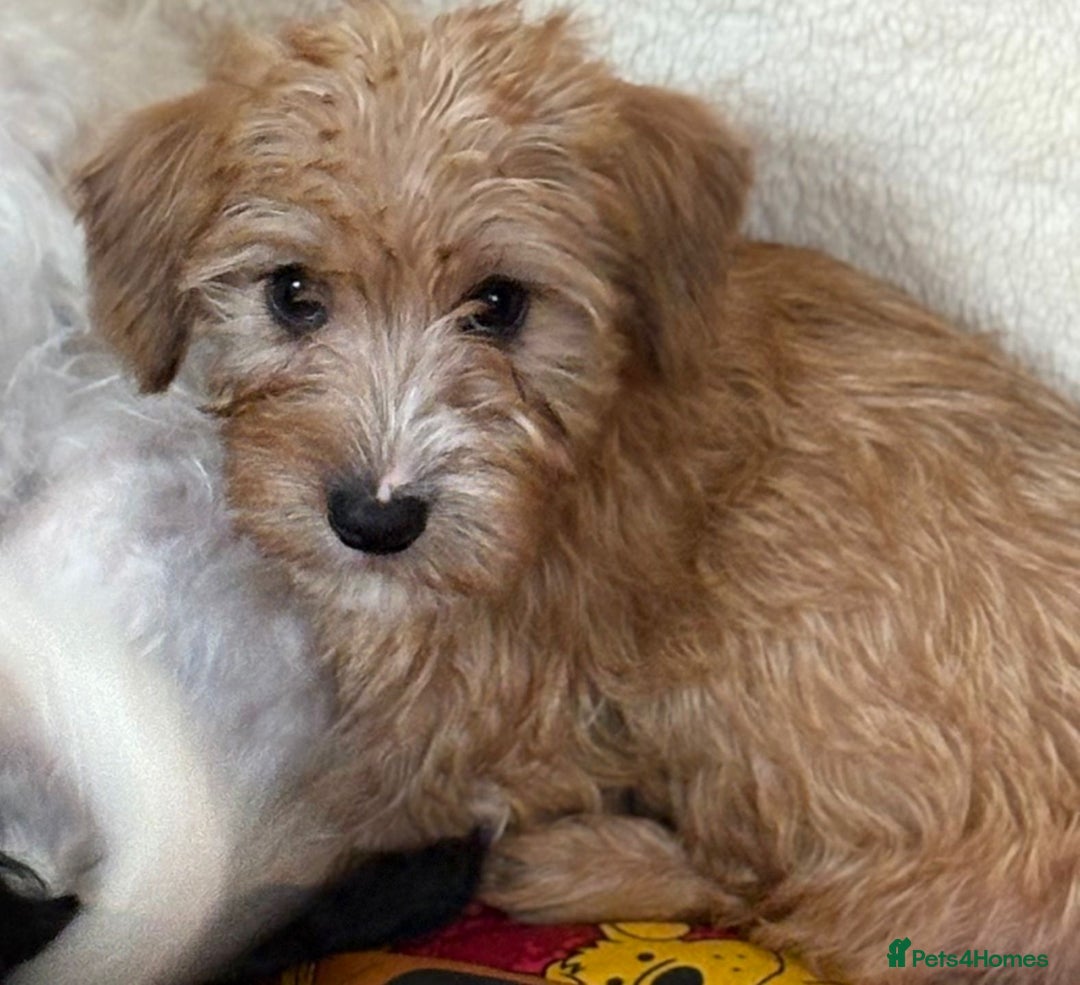 Mixed Breed dogs for sale: Beautiful Sealyham x poodle puppies  - Advert 5