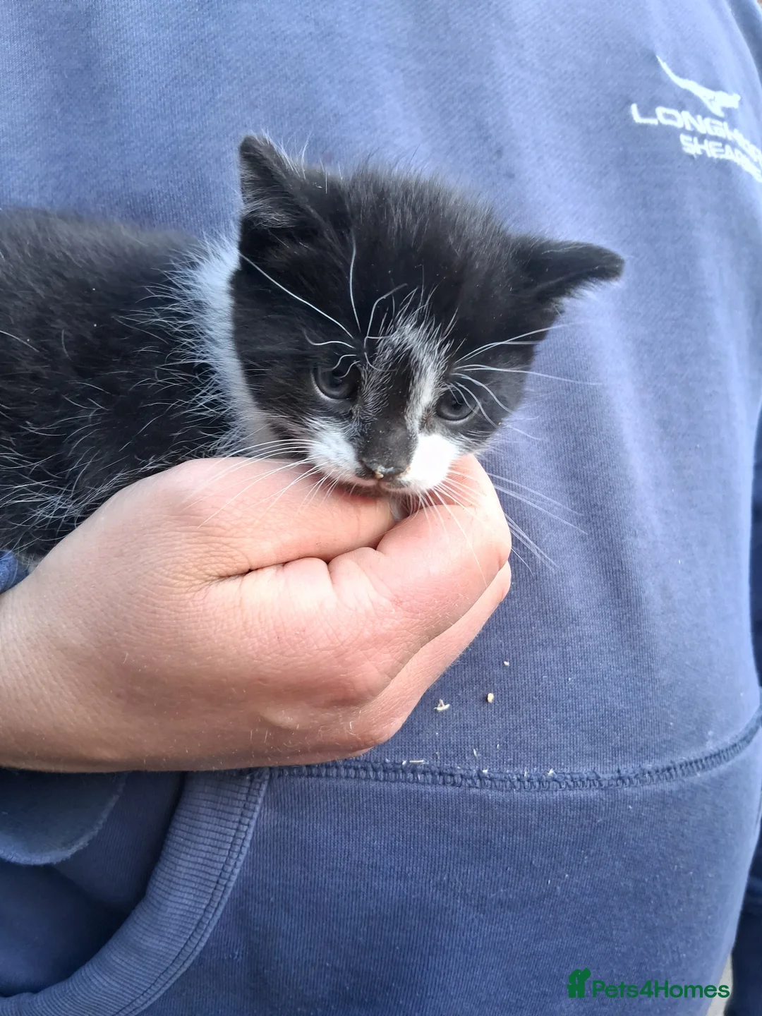 Mixed Breed cats for sale: £20 1 beautiful black&white male - Advert 5
