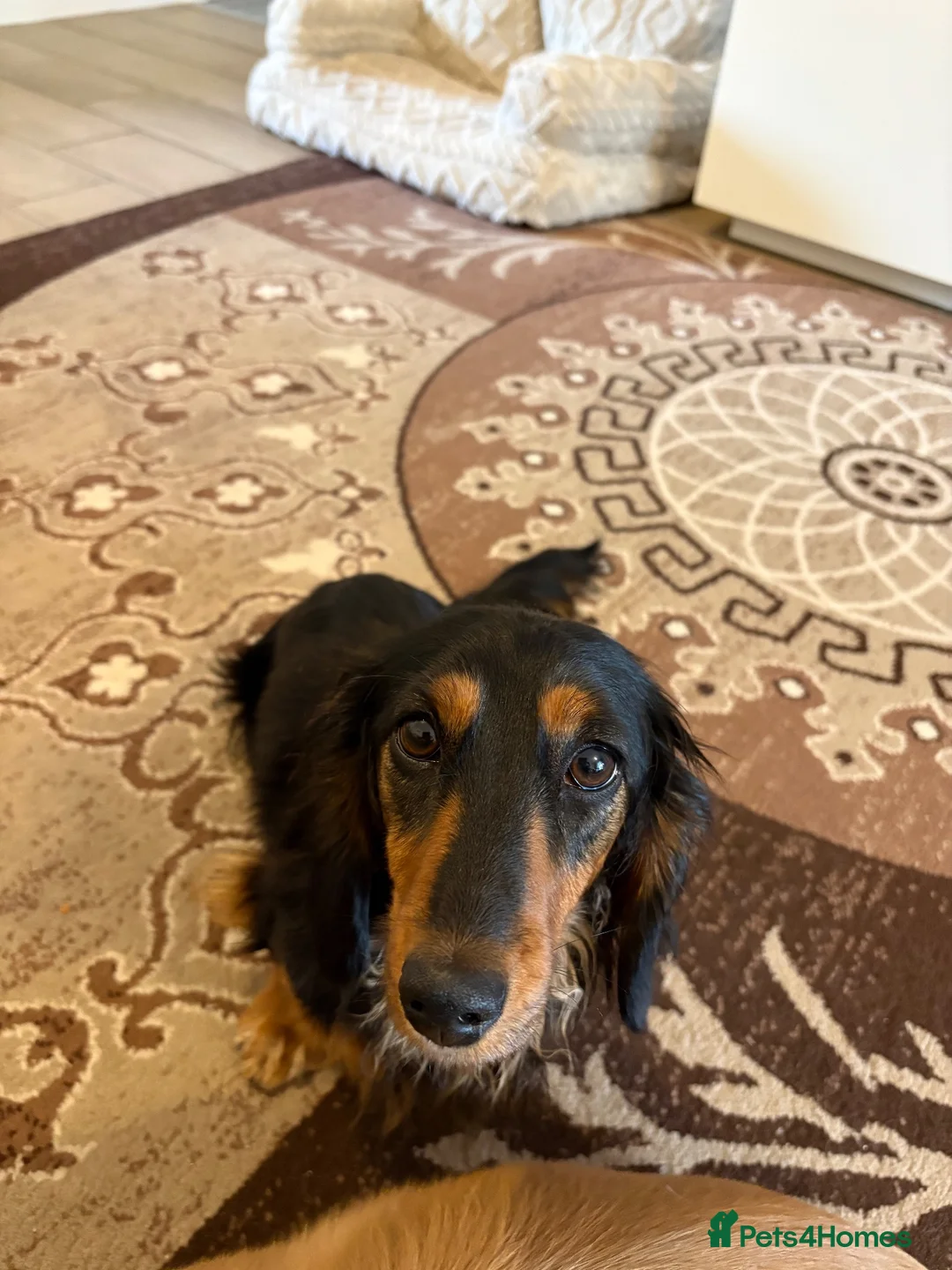 Dachshund dogs for sale: Miniature longhaired dachshund  - Advert 2