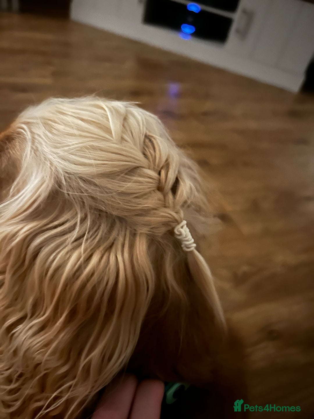 Cocker Spaniel dogs for sale: Cocker Spaniel Litter Due 🐾 - Advert 3