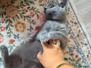 British Shorthair cats British shorthair chubby kitten for sale - Advert 1