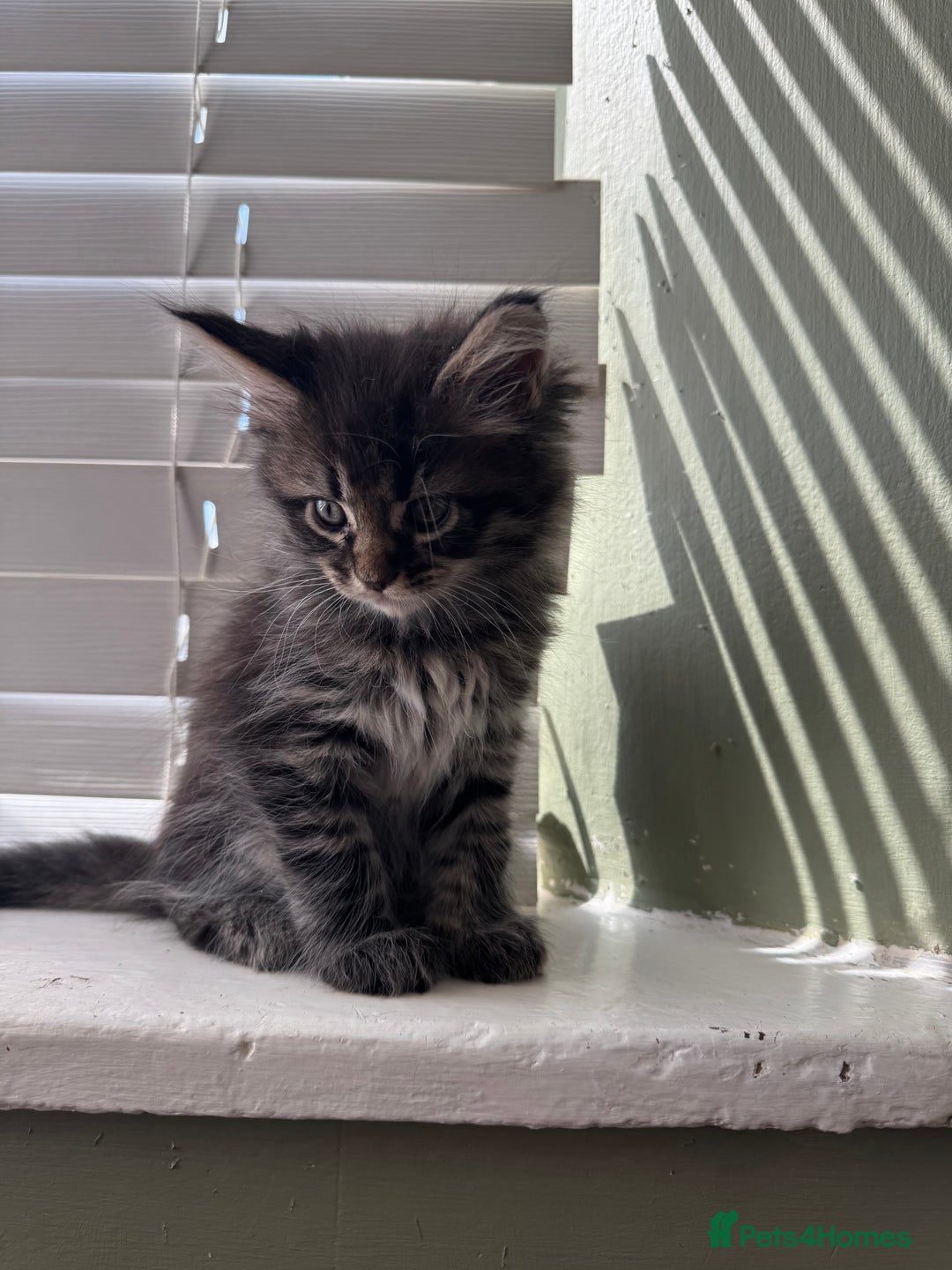 Maine Coon cats for sale: Xl Beautiful Mainecoon kittens for sale - Image 9