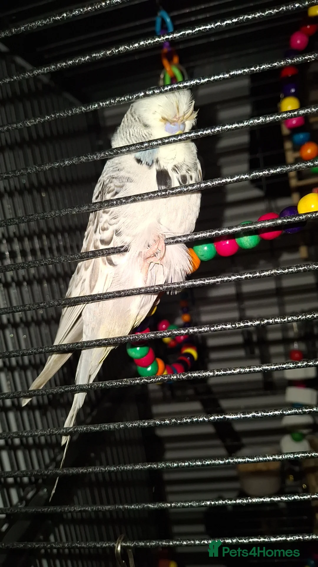 Budgerigars birds for sale: Budgie  in Billingham - Advert 2