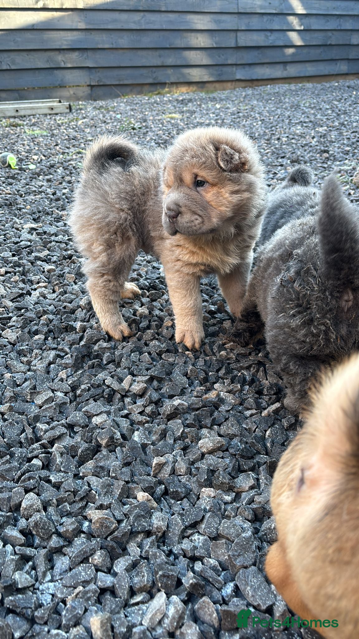Shar Pei dogs Beautiful shar pei puppys  - Advert 14