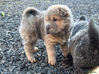 Shar Pei dogs Beautiful shar pei puppys - Advert 14