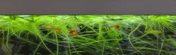 Other/Mixed Breed fish for sale: Full tank set up in Devizes - Advert 3