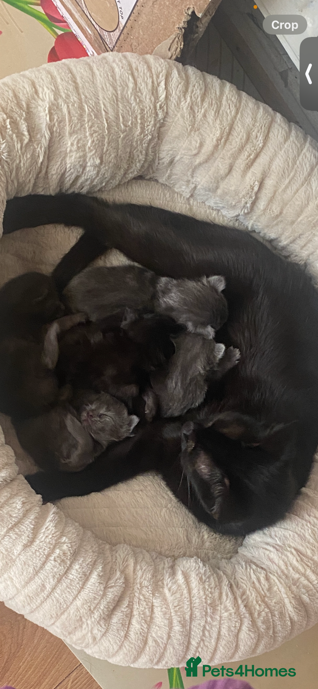 Domestic Shorthair cats for sale: 5 adorable kittens are looking for home - Image 2